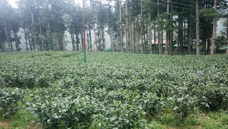 Cloud Pi9 - Cloud Pi9, Pine Residency, Bhowali-Ramgarh-Mukteshwar Rd, Shyamkhet, Bhowali, Sukha, Uttarakhand 263132, India
