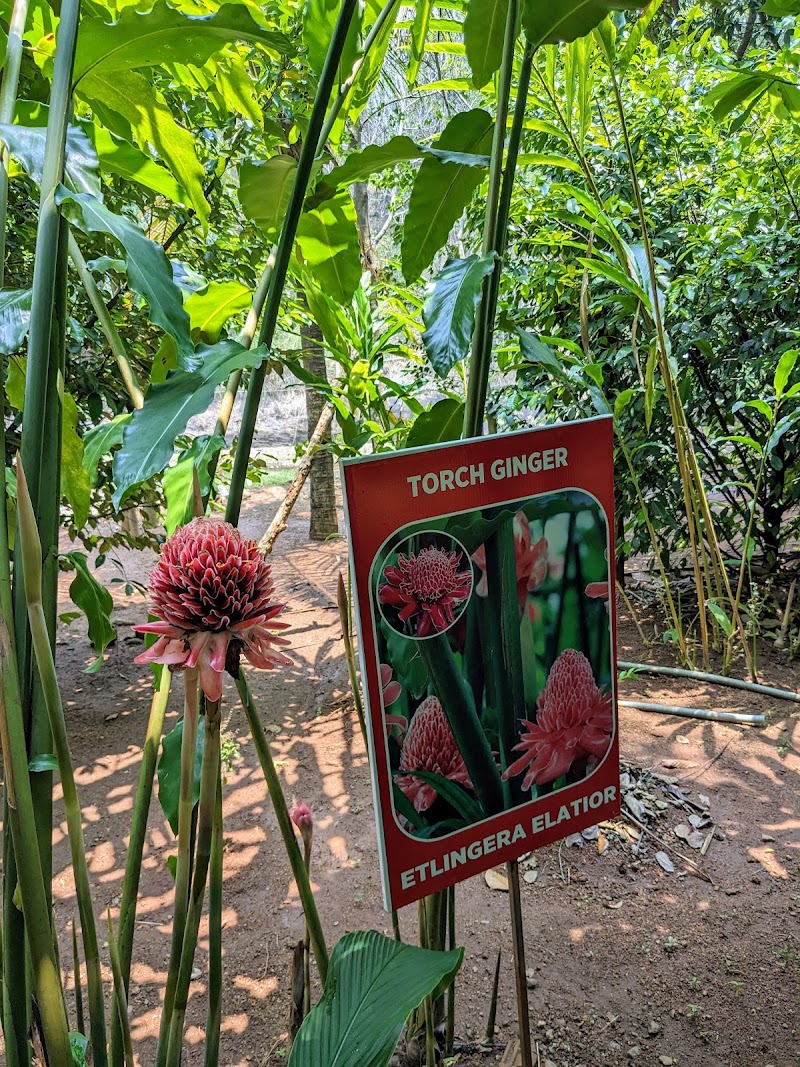 Indian Spices and Herbal Garden - Indian Spices and Herbal Garden, 2RQW+C98, Valara - Vadakkechal Rd, Chillithodu, Keralam 685561, India