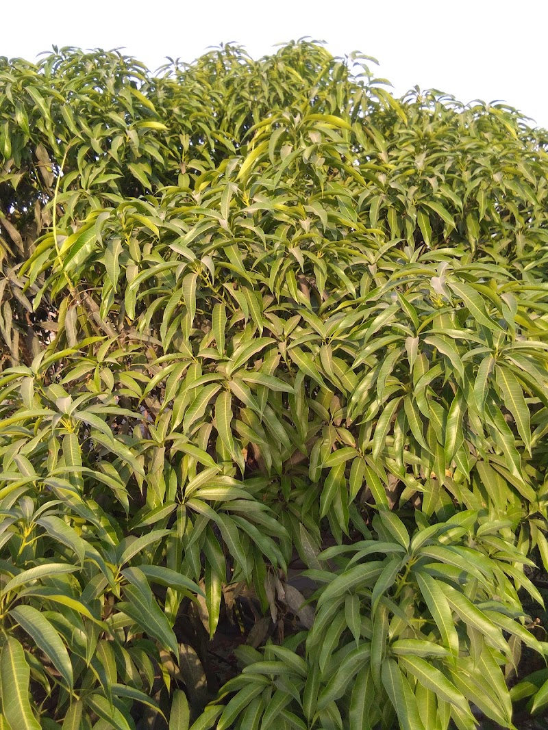 Lallapura - Lallapura Lallapura, Naipokhari, Chetganj, Varanasi, Uttar Pradesh, India