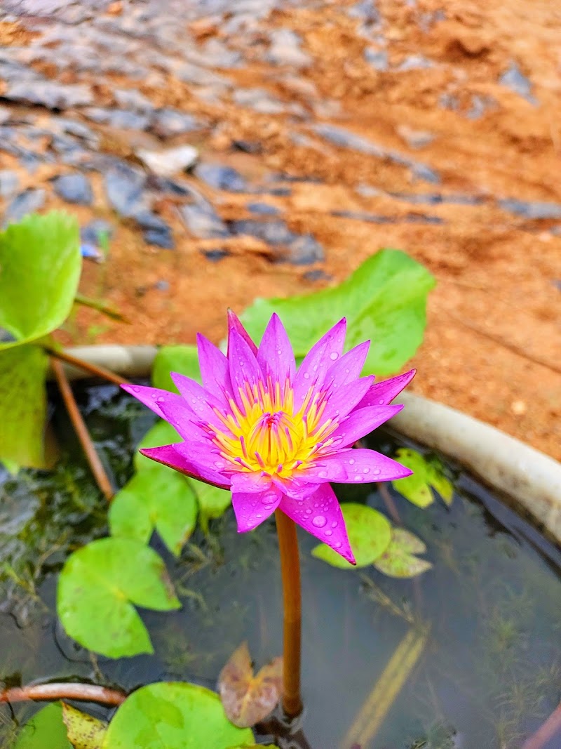 Shree Natram Rose Nursery - Shree Natram Rose Nursery, 8MX5+3P5, Bargarh, Odisha 768040, India