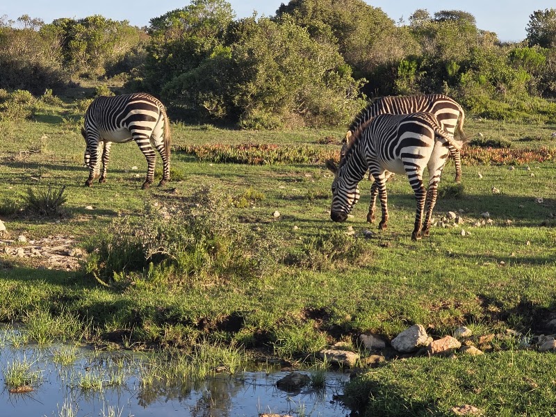 De Hoop Nature Reserve - De Hoop Nature Reserve, Potberg, 6740, South Africa