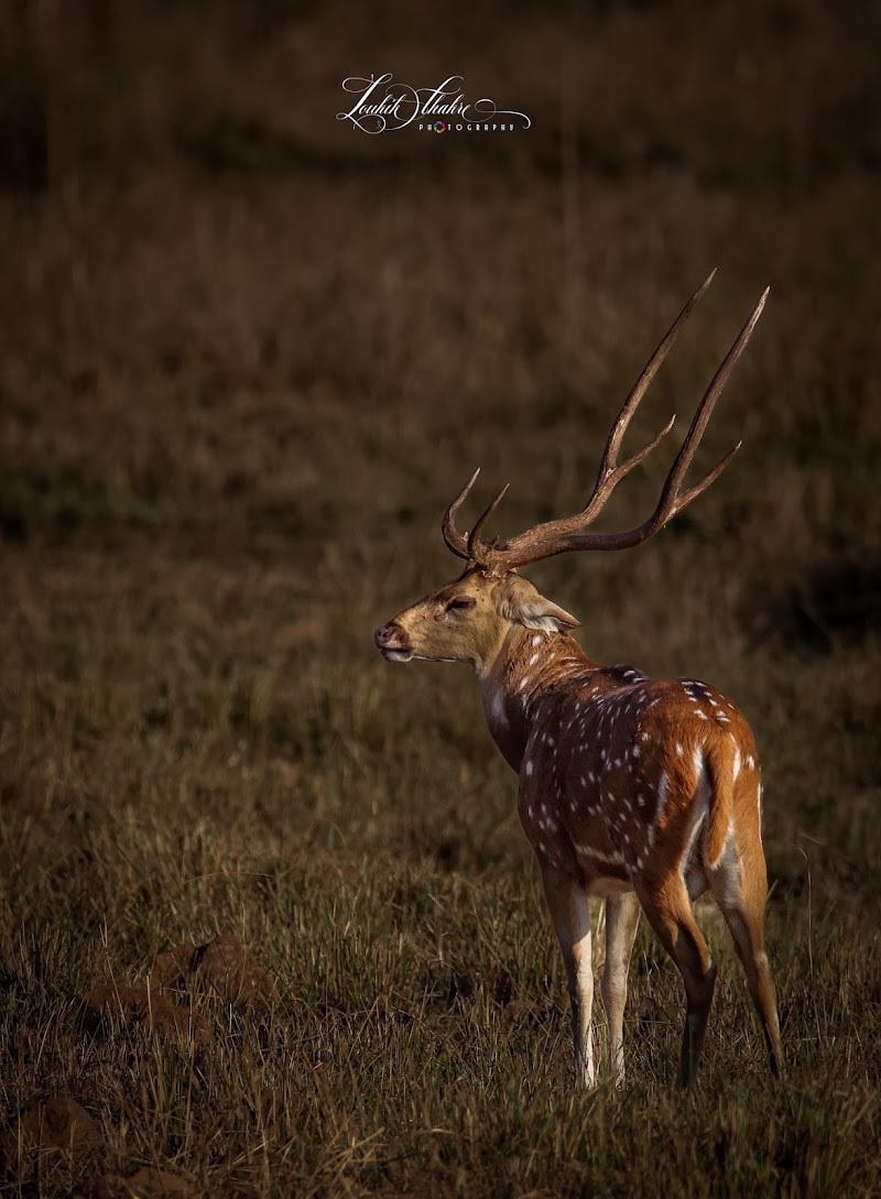 Tadoba-Andhari Tiger Reserve - Tadoba-Andhari Tiger Reserve Maharashtra, India