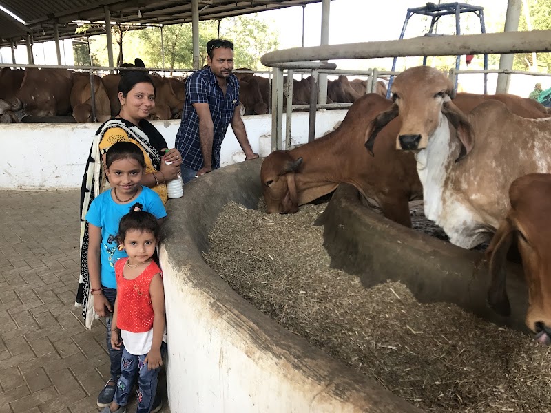 Bansi Gir Gaushala - Bansi Gir Gaushala Bansi Gir Gaushala Behind metro whole sale mall S.P. Ring Road, Shantipura Cir, Ahmedabad, Gujarat 382210, India