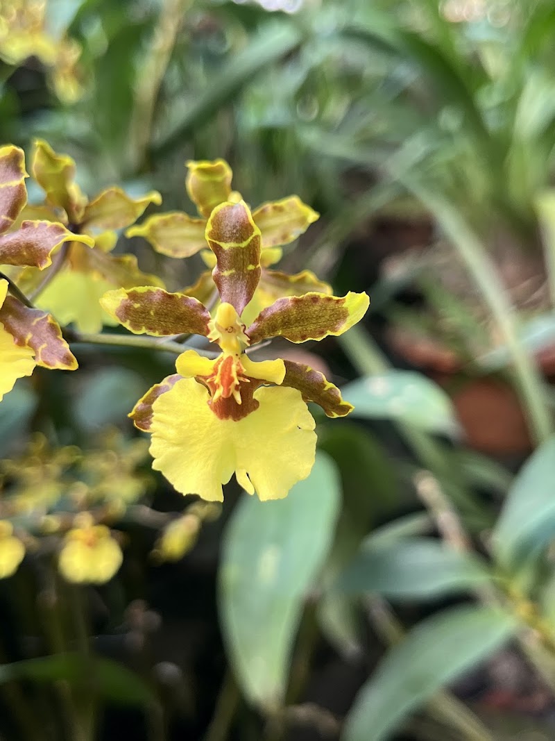 Kaziranga National Orchid and Biodiversity Park - Kaziranga National Orchid and Biodiversity Park NH NO 37, Hatikhuli T.E., Durgapur, Assam 785609, India
