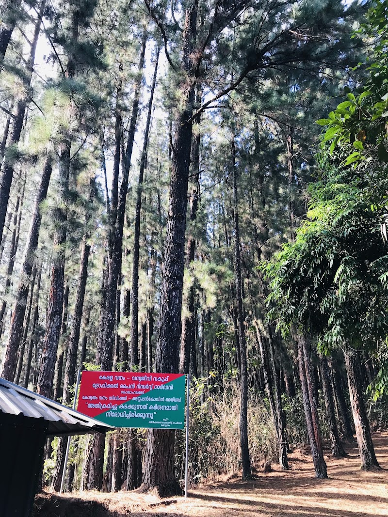 Lower Pine Forest - Lower Pine Forest MW4Q+VQ2, Vedikuzhi, Kolahalamedu, Keralam 685501, India
