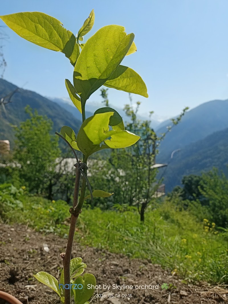 Skyline Orchards - Skyline Orchards, Q88R+CF, Sarahan, Manyashi, Himachal Pradesh 175134, India