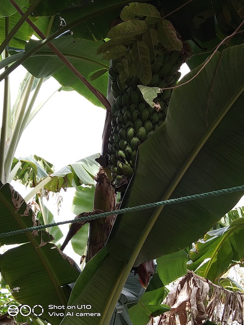 Jugyai - Jugyai, Madhya Pradesh 472246, India