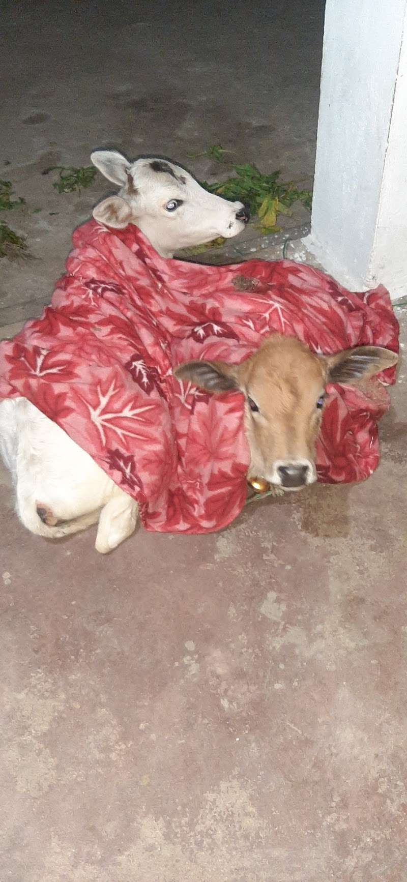 Gau Seva Dham Chhatauna - Gau Seva Dham Chhatauna, 54, Bilaspur, Chhatauna, Chhattisgarh 495222, India