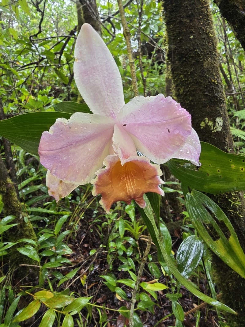 Parque Nacional Volcán Arenal - Parque Nacional Volcán Arenal, F76C+FPQ, Alajuela Province, El Castillo, La Fortuna, Costa Rica