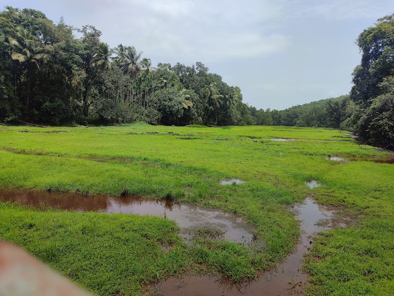 Tropical Spice Plantation - Tropical Spice Plantation H.No. A-14, Arla Bazar, Ponda, Keri, Goa 403404, India