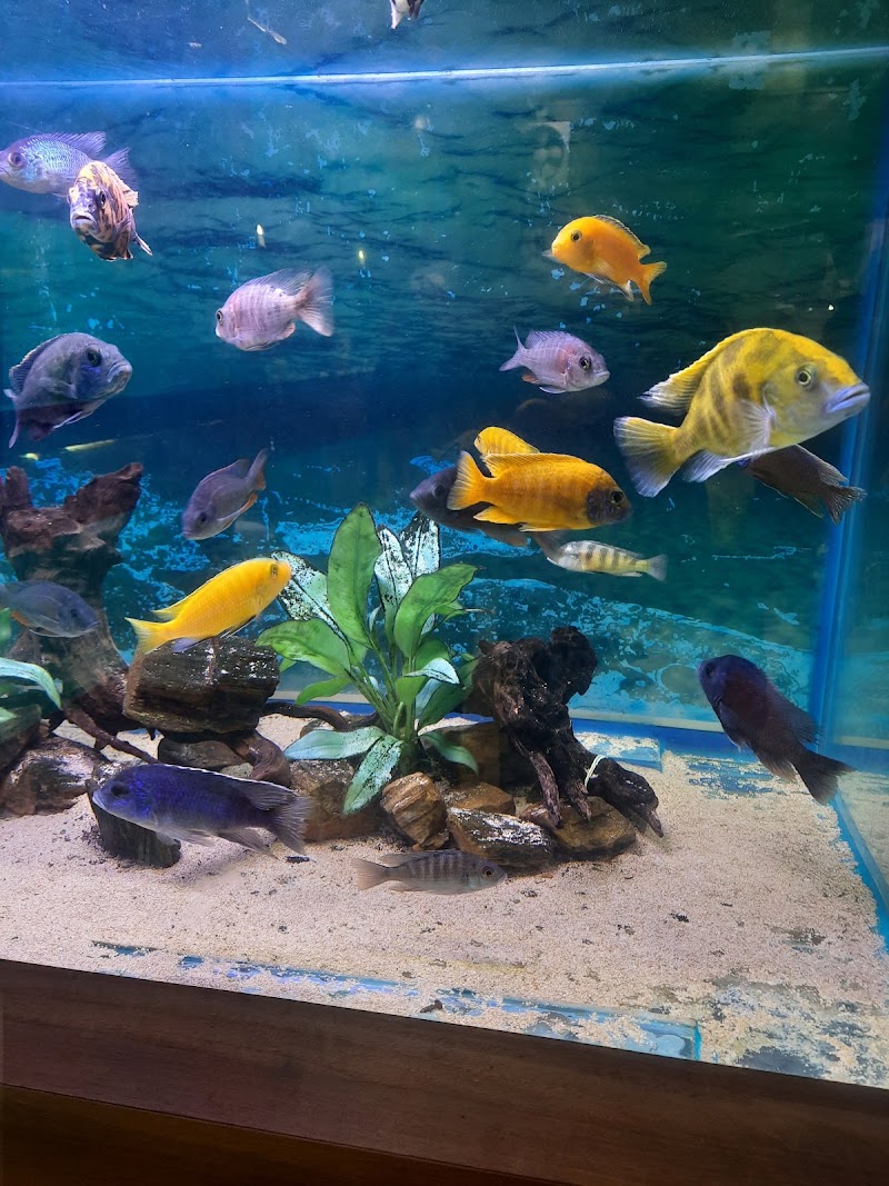 Fish Land - Fish Land, 184, Zonal Market, Sector 10, Bhilai, Chhattisgarh 490006, India