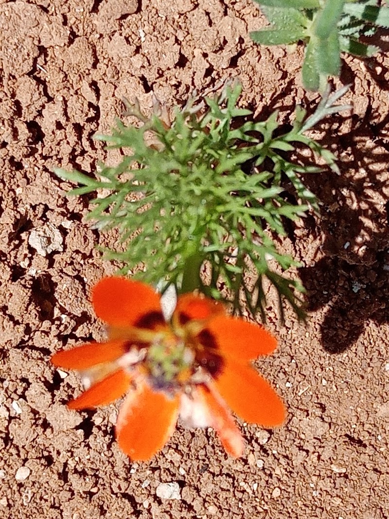 Al-Mazar - Al-Mazar, Jordan