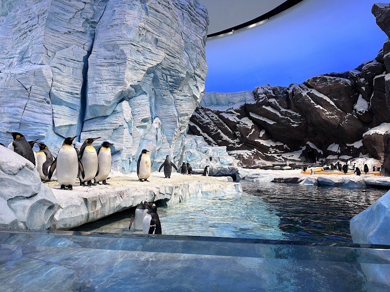 SeaWorld Abu Dhabi | سي وورلد جزيرة ياس، أبوظ - SeaWorld Abu Dhabi | سي وورلد جزيرة ياس، أبوظ Yas Island - YS6 - Abu Dhabi - United Arab Emirates
