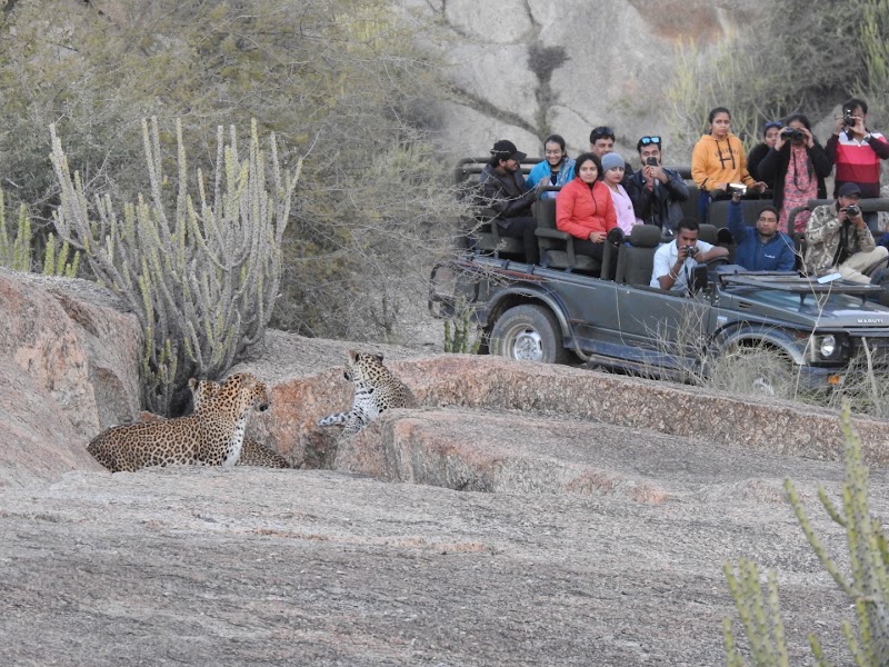 Jawai Jungle Leopard Safari - Jawai Jungle Leopard Safari Jawai safaris House Village-Jeewda ,Post -Sena, Jawai Bandh, Sumerpur, Rajasthan 306707, India