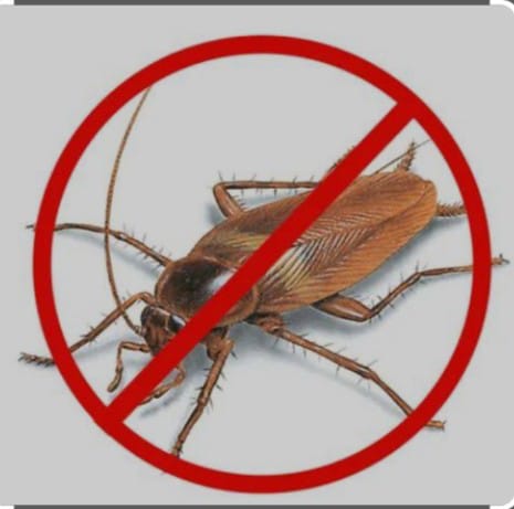 Gems pest control Termite Control - Gems pest control Termite Control, 252, 6th Main Rd, opp. to one of, Mico Layout, BTM Layout 2nd Stage, BTM Layout, Bengaluru, Karnataka 560076, India
