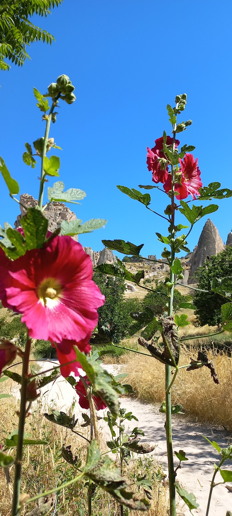 Cappadocia Balloon - Cappadocia Balloon, Alemdar, Divan Yolu Cad. & Dr. Eminpaşa Sok. No:42, 34400 Fatih/İstanbul, Türkiye