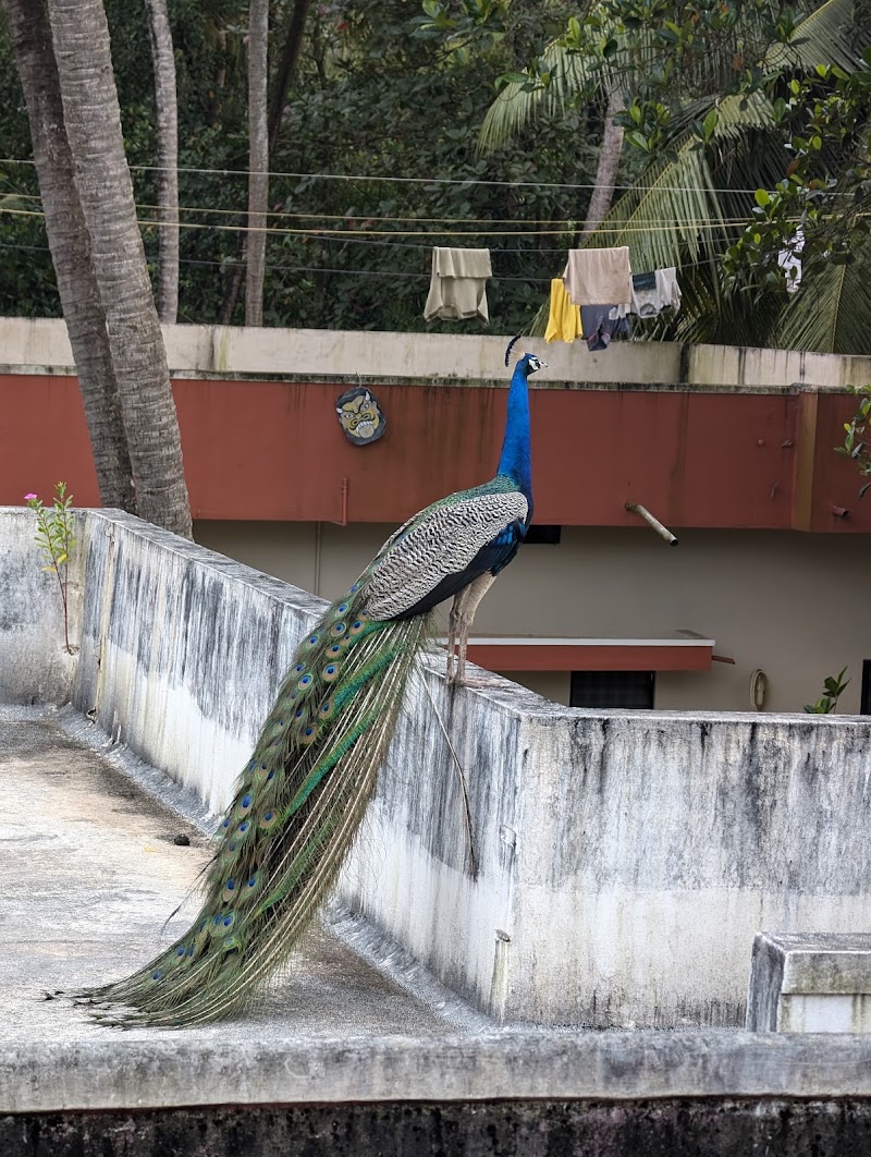 Shravani Homestay - Udupi - Shravani Homestay - Udupi, Bus Stop, Thottam Beach Road, Thottam, Thenkanidiyoor, Karnataka 576108, India