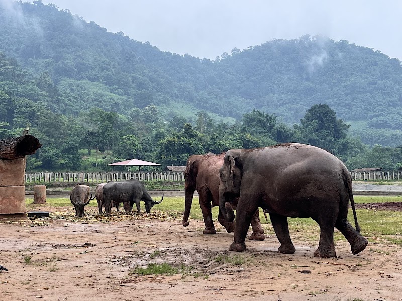 Elephant Nature Park - Elephant Nature Park ชม.3052 Tambon Kuet Chang, Amphoe Mae Taeng, Chang Wat Chiang Mai 50150, Thailand