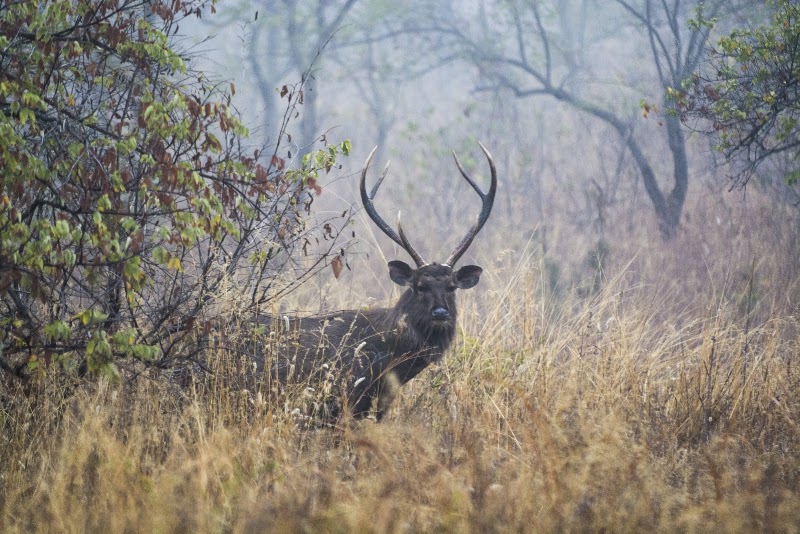 Panna National Park - Panna National Park, Madhya Pradesh, India