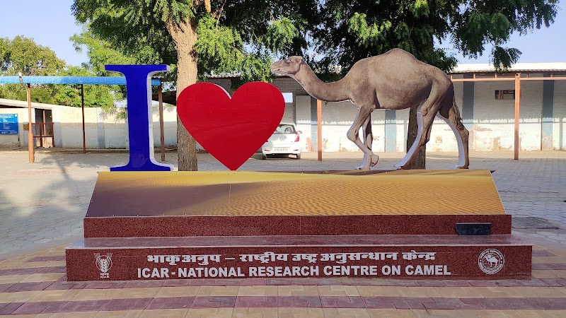 ICAR-National Research Centre on Camel - ICAR-National Research Centre on Camel, Shiv bari Jorbeer, Jodhpur Bypass, Bikaner, Joharbeeri, Rajasthan 334001, India