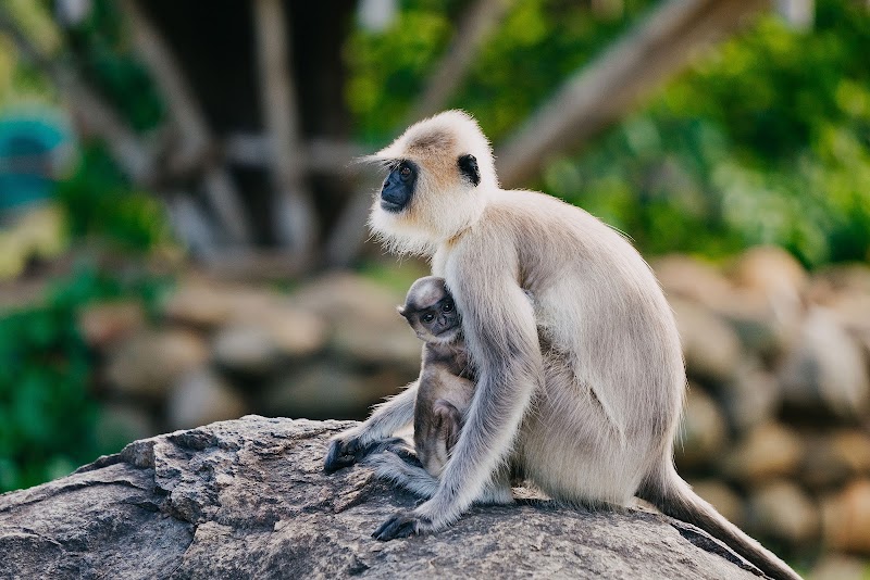 Jungle Hut - Jungle Hut Bokkapuram, Masinagudi, Sholur, Tamil Nadu 643223, India