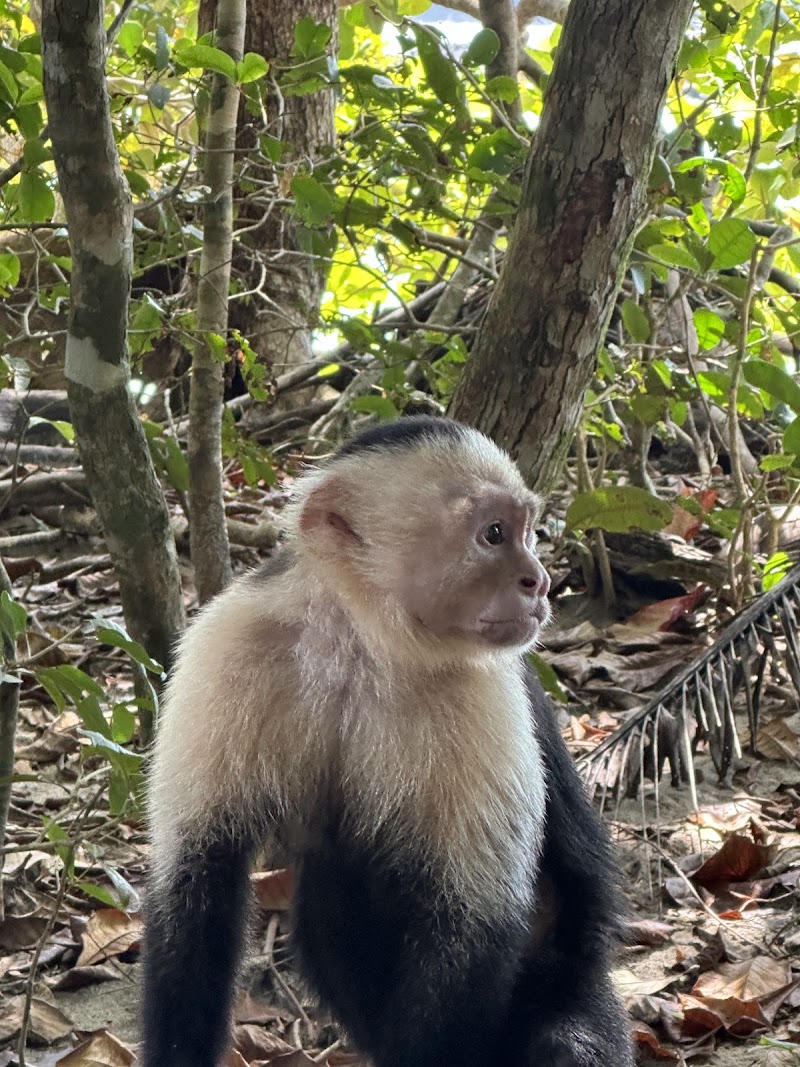 Manuel Antonio National Park | Hola Nature | Guided Wildlife and Beach Tours - Manuel Antonio National Park | Hola Nature | Guided Wildlife and Beach Tours, Next to Manuel Antonio National Park, Provincia de Puntarenas, Manuel Antonio, 60601, Costa Rica