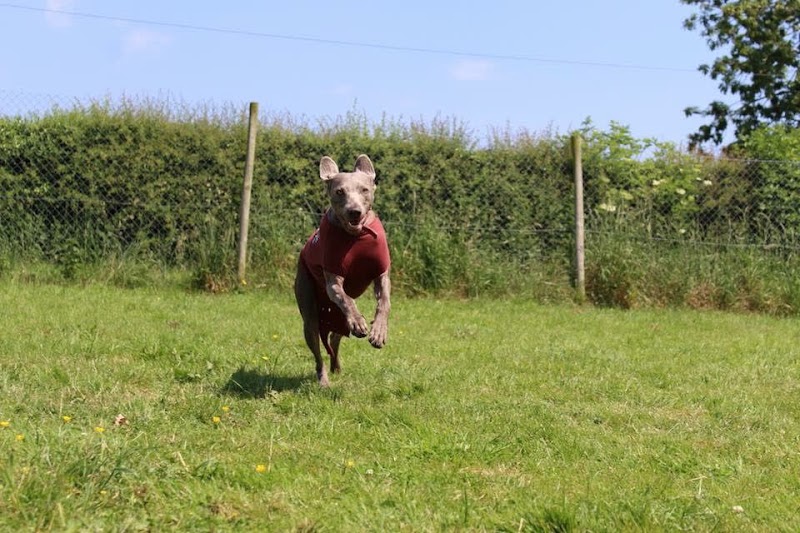 Ivy Boarding Kennels & Cattery - Ivy Boarding Kennels & Cattery Storeton Lodge Farm, Keepers Lane, Birkenhead, Storeton CH63 6HX, UK