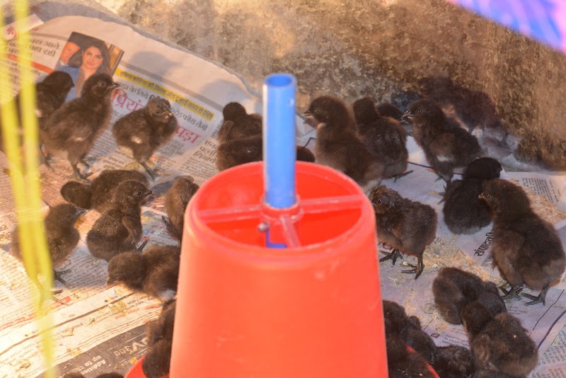 Kanker Kadaknath Farm - Kanker Kadaknath Farm, Nawagaon, Chhattisgarh 494334, India