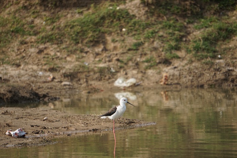 Damdama Lake - Damdama Lake, Haryana 122102