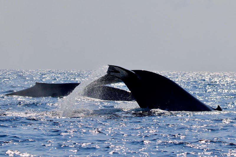 Blue Ocean Cabana - Blue Ocean Cabana Allasgarden,Hotel, 22/70 Road, ත්‍රිකුණාමලය 31000, Sri Lanka
