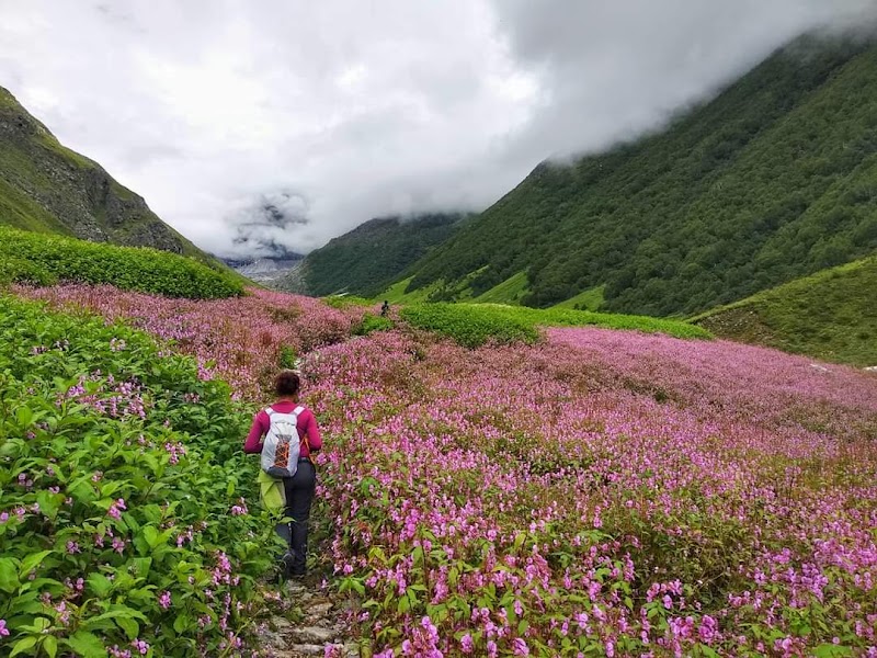 Valley of Flowers National Park - Valley of Flowers National Park Uttarakhand 246443, India