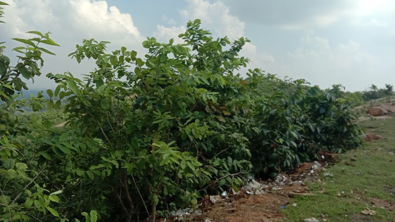 Bana dai mandir - Bana dai mandir, 3CPH+QC7, Bana, Chhattisgarh 495552, India
