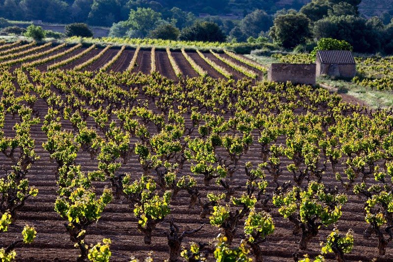 CASTELL D'OR SL - CASTELL D'OR SL, Carretera Santes Creus, 4, 43814 Vila-rodona, Tarragona, Spain