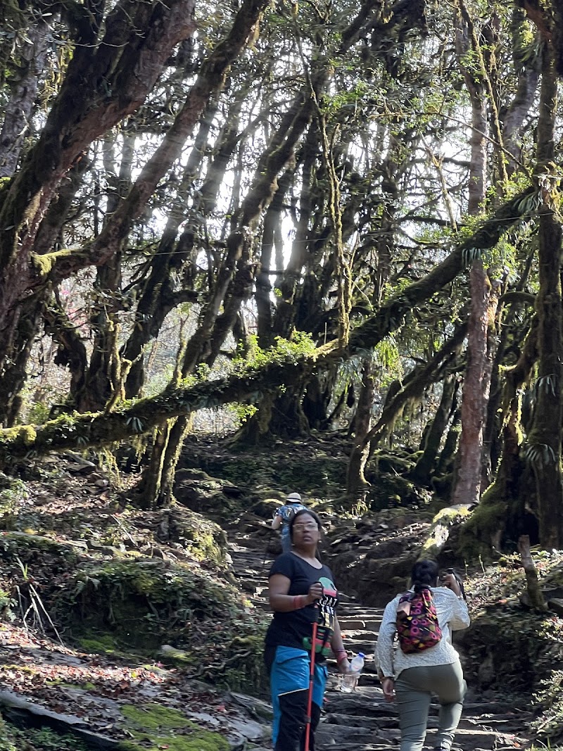Low Camp (Mardi Himal Trek) - Low Camp (Mardi Himal Trek) CV34+7PG, Lwang Ghalel 33700, Nepal