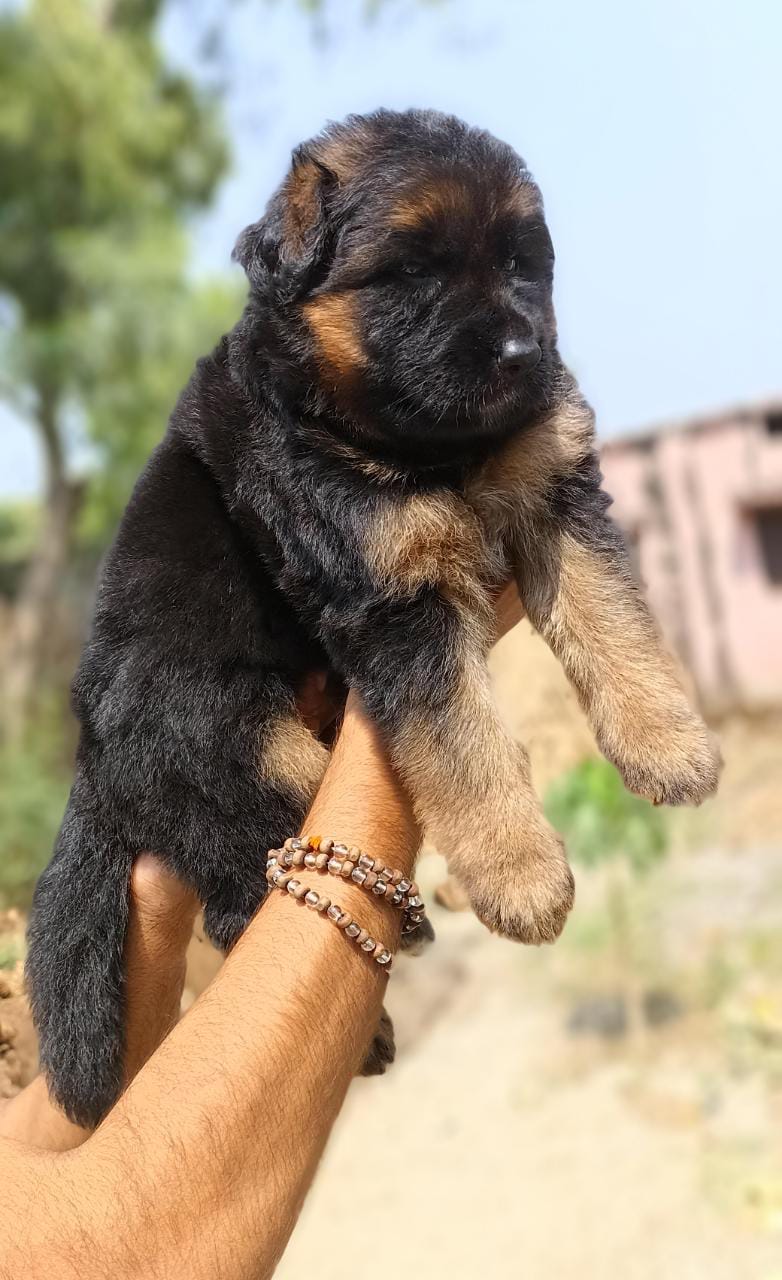 MC DOG FARMS - MC DOG FARMS, Kailash nagar kumhari Street no. 1, Kumhari, Chhattisgarh 490042, India