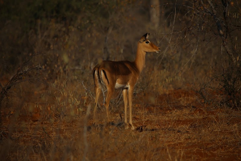 Grietjie Private Nature Reserve - Grietjie Private Nature Reserve, Private Nature reserve Grietjie, R40, Phalaborwa, 1390, South Africa