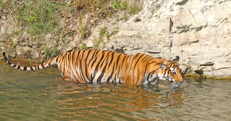 Jim Corbett Travels - Jim Corbett Travels, Near Lakhanpur Chungi, Beside SBI ATM, Close to Thapli Baba, Ramnagar, Uttarakhand 244715, India
