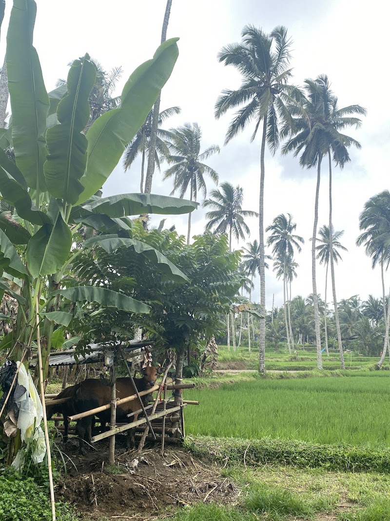 Uma Harum Sari - Uma Harum Sari J78Q+GP, Taro, Tegallalang, Gianyar Regency, Bali 80561, Indonesia