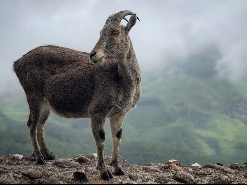Mukurthi National Park - Mukurthi National Park Nilgiri hills, Mulligoor, Tamil Nadu 643219, India