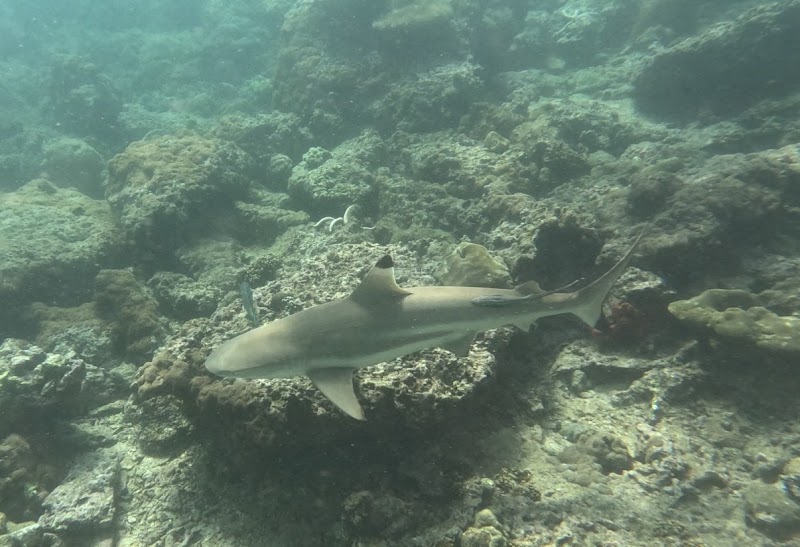 Mr. Chet Longtail Boat Trip - Mr. Chet Longtail Boat Trip, 47 หลังโรงแรมทรายพีพีไอซ์แลนด์วิลเลจ หาดโล๊ะบาเกา , เกาะพีพีดอน Tambon Ao Nang, Amphoe Mueang Krabi, Chang Wat Krabi 81000, Thailand