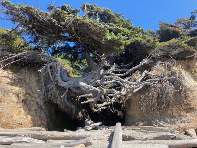 Tree of Life