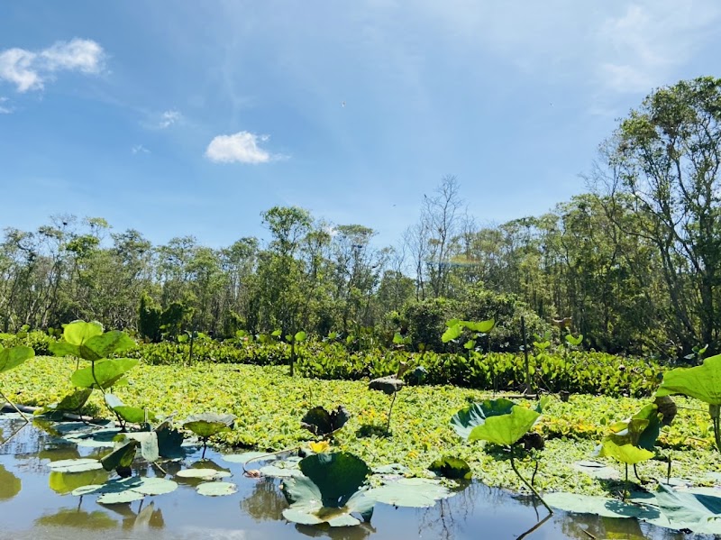 Tra Su Cajuput Forest - Tra Su Cajuput Forest, Ấp Văn Trà, An Cư, An Giang 884000, Vietnam