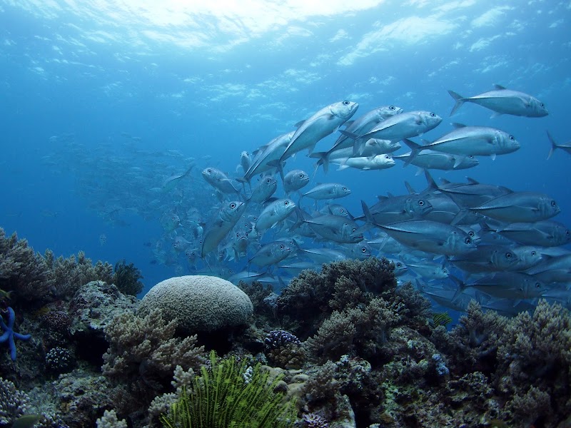 Balicasag Marine Sanctuary - Balicasag Marine Sanctuary GM8J+4QG, Panglao, Bohol, Philippines