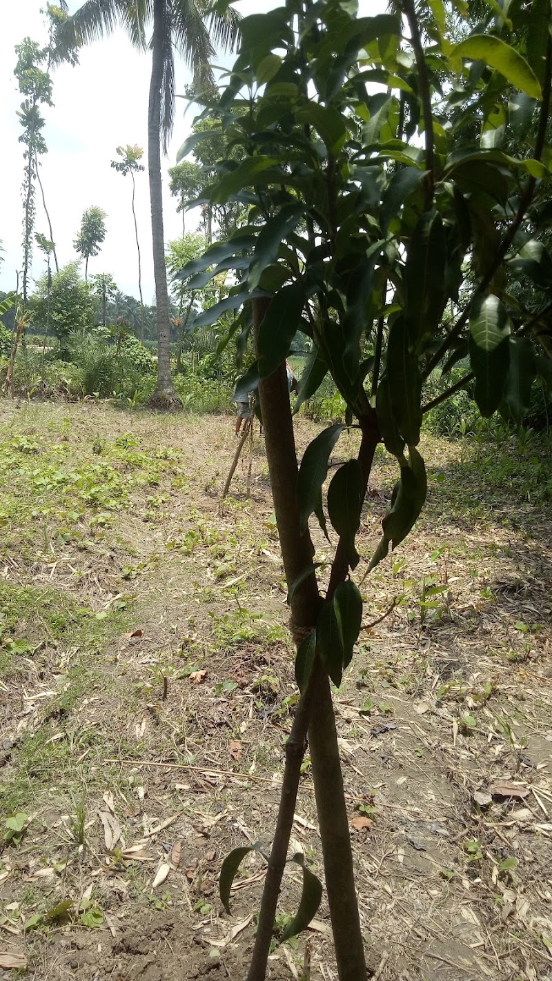 Moide - Moide, Goa, India