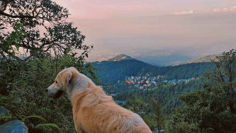 Triund Trek - Triund Trek Trail to Triund Hill, Dharamshala, Himachal Pradesh 176216, India