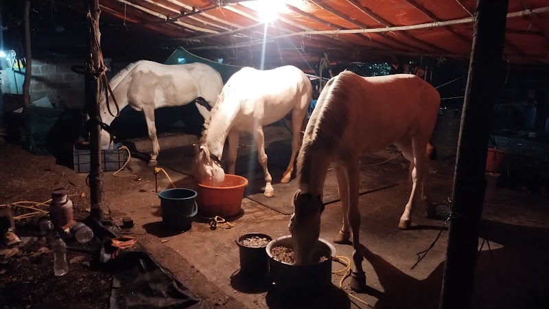 DYNAMIC horse riding - DYNAMIC horse riding 47W8+58H, Ganpatipule, Maharashtra 415615, India