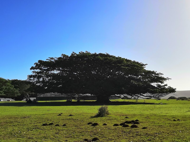 De Hoop Nature Reserve - De Hoop Nature Reserve, Potberg, 6740, South Africa
