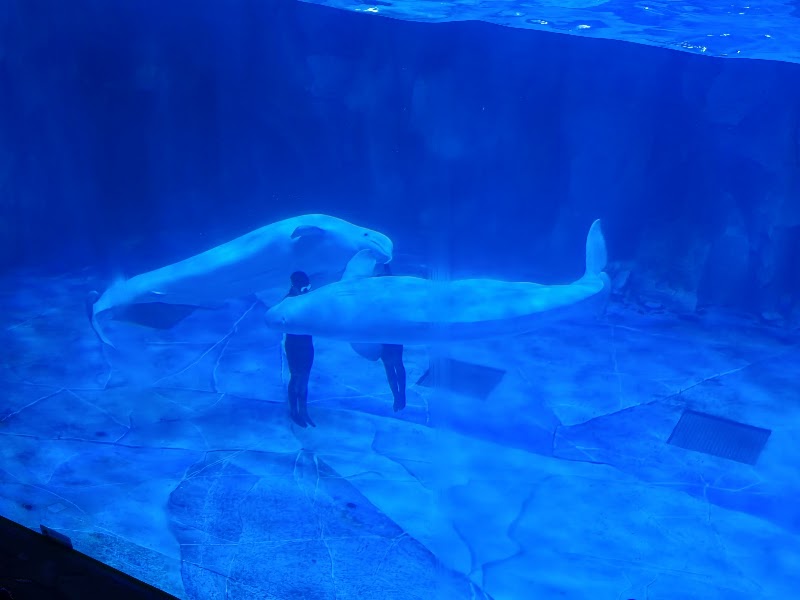 Shenzhen Sea World Sharks Hall - Shenzhen Sea World Sharks Hall China, Guang Dong Sheng, Shen Zhen Shi, Yan Tian Qu, S30惠深沿海高速入口J83H+V62 邮政编码: 518083