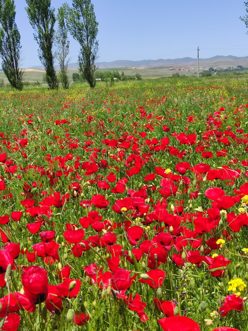 Fındıqlı - Fındıqlı, East Azerbaijan Province, Bohal, جاده روستای بهل، 976C+JPQ, Iran