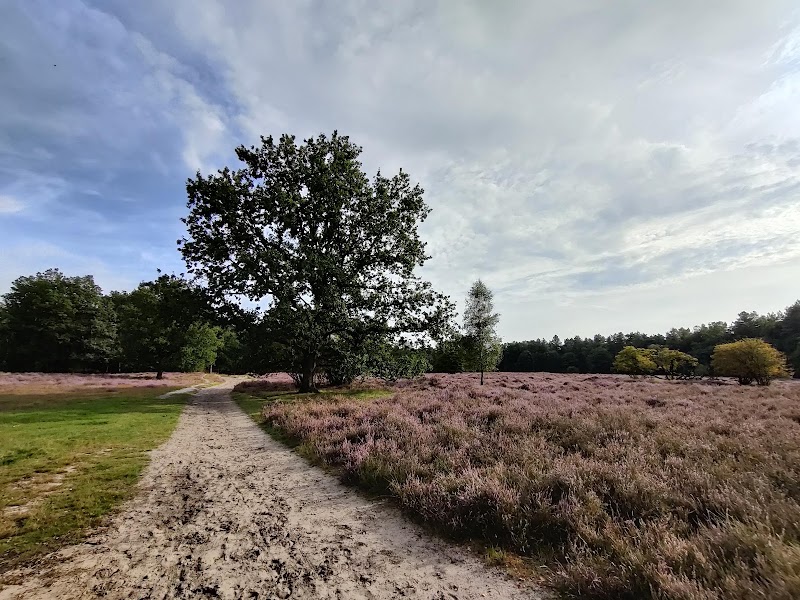The Loonse and Drunense Duinen National Park - The Loonse and Drunense Duinen National Park, 5151 RG Drunen, Netherlands